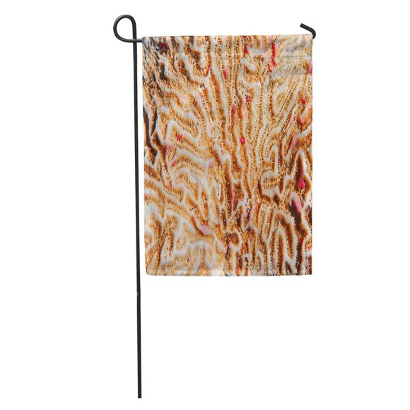 POGLIP Beige Structure of Coral Found on Baracoa Beach in Cuba Garden Flag Decorative Flag House Banner 28x40 inch