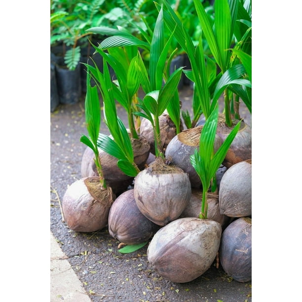 Coconut Tree Green Hawaiian Coconut Palm 2 Pack 12 Inch Excludes Ca Walmart Com Walmart Com Coconut Tree Green Hawaiian Coconut Palm 2 Pack 12 Inch Excludes Ca Walmart Com Walmart Com