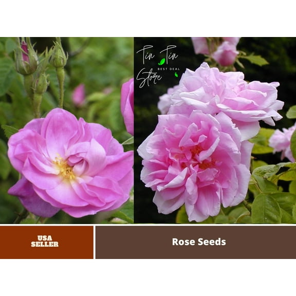 30 Rare Seeds| Rose Damascena Hybrid, Fresh Exotic Pink Rose#1125 |BUY 4 GET 1 FREE|