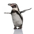 thumbnail image 2 of Humboldt Penguin Standing Front Wall Decal by Wallmonkeys Peel and Stick Graphic (48 in H x 47 in W) WM333530, 2 of 4