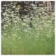 thumbnail image 4 of Everwilde Farms - 1 lb Blue Grama Native Grass Seeds - Gold Vault Bulk Seed Packet, 4 of 4