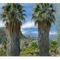 thumbnail image 2 of Fitzharris, Tim 13x12 White Modern Wood Framed Museum Art Print Titled - Cottonwood Springs-Joshua Tree National Park-California, 2 of 4