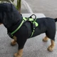 thumbnail image 5 of Arnés de nailon ajustable para perros, chaleco reflectante, suave, transpirable, sin tirones, arnés para mascotas, correa para perros pequeños y grandes, 5 of 5