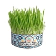 thumbnail image 1 of Catgrass Pasto De Trigo Un Dos Treats Para Gato Y Perro 100% Natural, 1 of 2