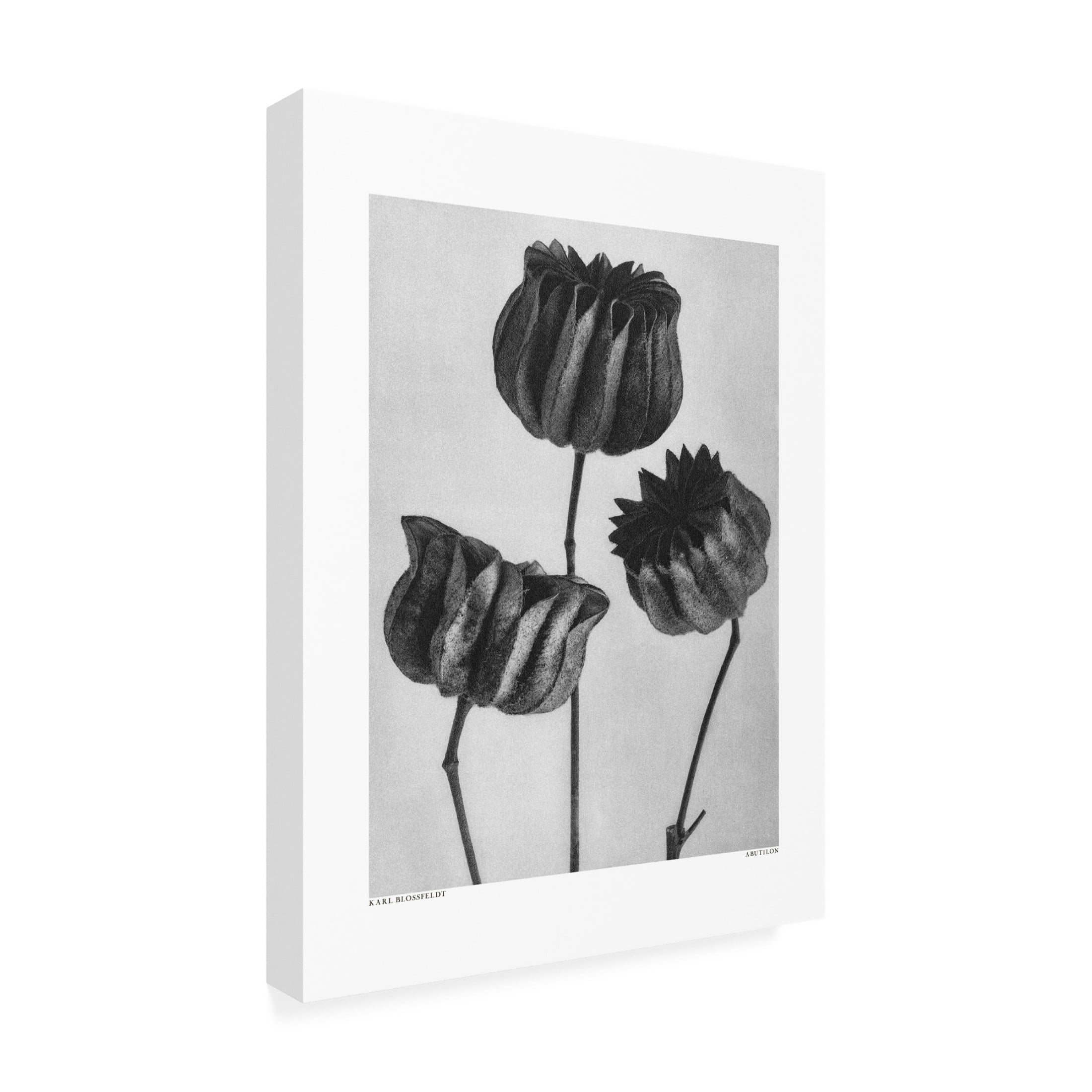 Trademark Fine Art Pictufy Abutilon Lime Mallow Canvas Wall Art