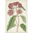 thumbnail image 2 of Ridgeway 11x14 White Modern Wood Framed Museum Art Print Titled - Antique Botanical Collection XI, 2 of 4