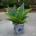 thumbnail image 2 of 1 Manojo de Magnolia Artificial de para Decoración de Balcones Domésticos 4, 2 of 6