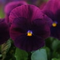 thumbnail image 2 of Outsidepride Pansy Bergwacht - 2000 Seeds, 2 of 2