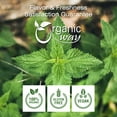 thumbnail image 2 of Organic Way Nettle Leaf Powder (Urtica dioica) - Herbal Tea | Organic & Kosher Certified | Raw, Vegan, Non GMO & Gluten Free | USDA Certified | Origin - Albania (1LBS / 16Oz), 2 of 4