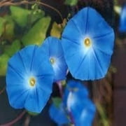 Morning Glory Heavenly Blue Nice Garden Flower 60 Seeds