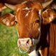 thumbnail image 5 of Hoop Nose Ring Cattle Nose Ring Farming Cattle Heavy Duty Stainless Steel Quick Installation 2Pcs, 5 of 5