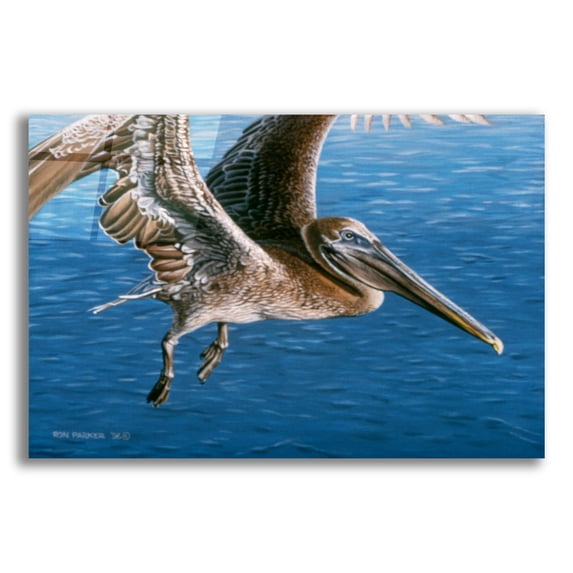 Epic Art 'Flying Pelican' by Ron Parker, Acrylic Glass Wall Art, 16"x12"