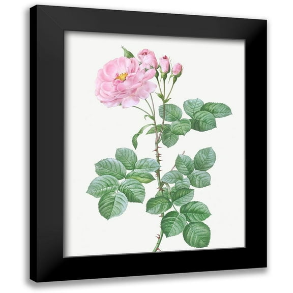 Redoute, Pierre Joseph 12x14 Black Modern Framed Museum Art Print Titled - Aurora Poniatowska, Rosa damascena aurora