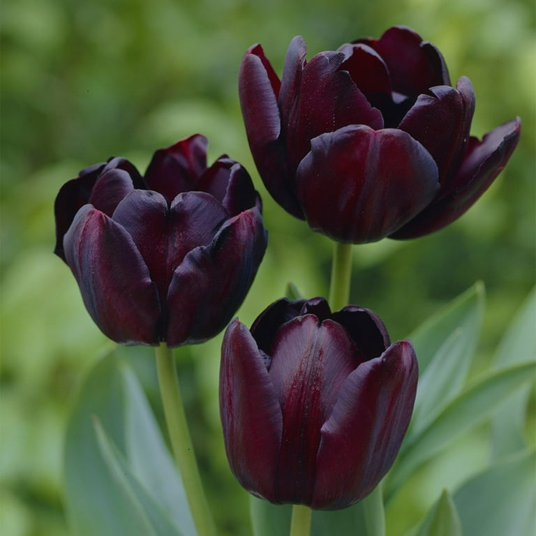 Van Zyverden Tulip Super Sized Queen of Night Set of 12 Bulbs Black Part  Sun 