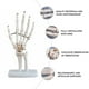 thumbnail image 5 of Modelo de esqueleto de mano humana, modelo de simulación de articulación de la mano, material educativo, 5 of 7