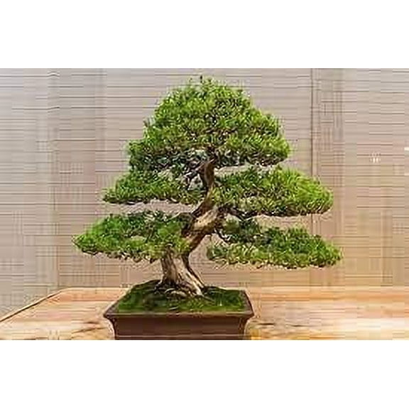 CZ Grain 50 Juniper Bonsai Tree Seeds, High Quality Seeds