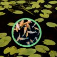 thumbnail image 1 of unbranded 5Ud Anillos De Flotantes Para Acuario Proporcionan Para Peces Y Alimentación, 1 of 8