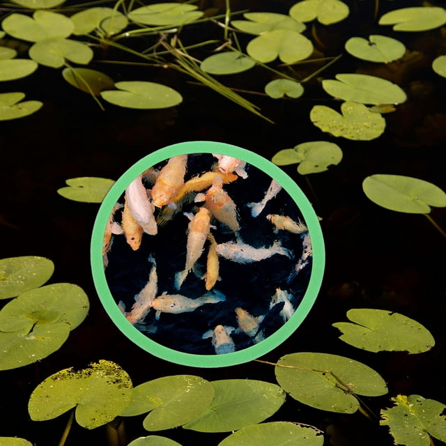 unbranded 5Ud Anillos De Flotantes Para Acuario Proporcionan Para Peces Y Alimentación