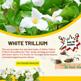 thumbnail image 3 of Set 10 of Dormant White Trillium Flowers, Wood Lily Bulbs for Fall Growing, Zones 3 to 9, 3 of 6