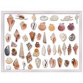 thumbnail image 3 of 36x26 White Shadowbox Frame - Shadow Box Frame Interior Size 36x26 by 2 Inches Deep - White Frame Is Made to Display Items Up To 1.75 Inches Deep! Includes Shatter Resistant Acrylic, Backing, Hardware, 3 of 8