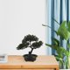 thumbnail image 4 of unbranded Planta De Bonsái Falsa De Simulación Ideal Para Interior En Tonos Oscuros, 4 of 6