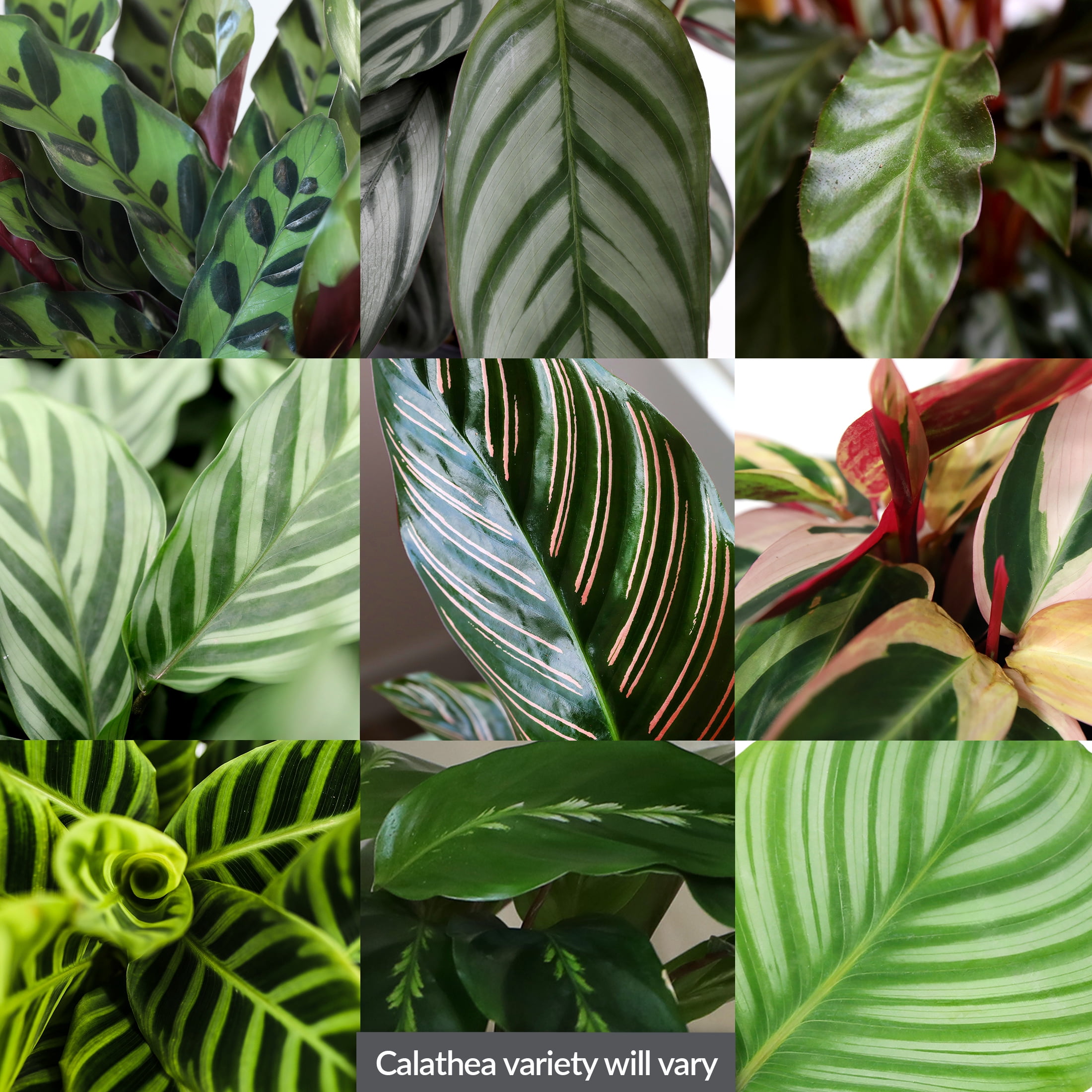 6P Calathea (assorted), Grower Pots, Live Plants