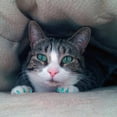 thumbnail image 4 of Pretty Claws Mermaid Glitter Nail Caps for Cats - Large Size - 60 Pack ~ Stylish, 4 of 4