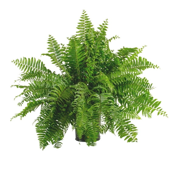 Expert Gardener Macho Fern Live Plant in 10 inch Pot - Part Shade