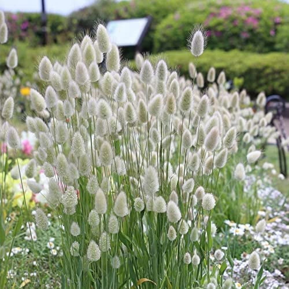 Weeping Foxtail Millet Seeds for Planting (100 Seeds) - German