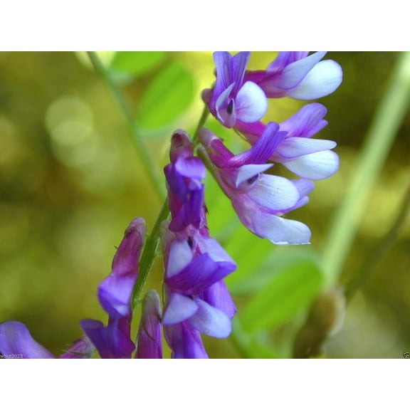 1000 Seeds Hairy Vetch Seeds, Used As a Cover Crop, Green Manure, Pasture, Silage, and Hay.