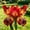 D, variant on Butterfly Flower Iris for planting-Home Decoration-Beautiful Gift Garden-Premium Garden Stakes-Bloom Year After Yea-Home Decoration-Beautiful Gift Gardenr-(Non-Artificial)