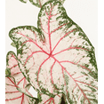 thumbnail image 4 of 4 Celebration Caladium Bulbs for Planting, Bicolor Fancy Leaf Caladiums Dwarf Elephant Ear Ornamental Plants, Size 1 to 1.5 Inch, 4 of 6