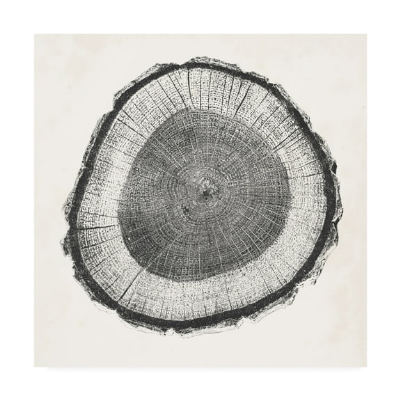 Trademark Fine Art 'Tree Ring II' Canvas Art by Vision Studio