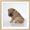 thumbnail image 2 of Shar Pei Puppy, SideView, Animals Framed Art Print Wall Art Sold by Art.Com, 2 of 5