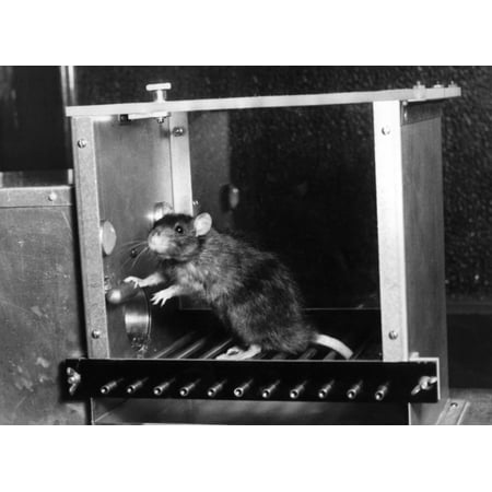 Cosmetic testing on animals articles Cosmetic testing on animals articles image