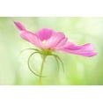 thumbnail image 2 of Clemons, Kathleen 18x13 White Modern Wood Framed Museum Art Print Titled - USA, Maine, Harpswell Close-up of a pink cosmos, 2 of 4