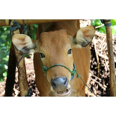 Cow Eye - LAMINATED POSTER Bali Eyes Cow Animal Portrait Portrait Close Up Poster Print 24 x 36