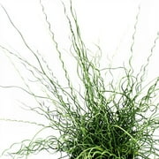 2.5qt Juncus Big Twister