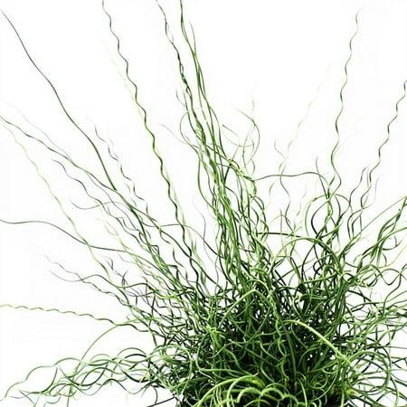 2.5qt Juncus Big Twister