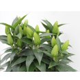 thumbnail image 2 of 7in Lily Upgrade Live Plant, 2 of 4