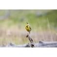 thumbnail image 2 of The Yellowstone Collection 24x17 Black Modern Framed Museum Art Print Titled - Western Meadowlark, Lamar Valley, Yellowstone National Park, 2 of 4