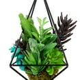 thumbnail image 5 of Northlight 6.75" Succulent Artificial Arrangement in Black Wire Terrarium - Green/Black, 5 of 5