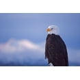 thumbnail image 2 of Su, Keren 18x13 Gold Ornate Wood Framed with Double Matting Museum Art Print Titled - Bald Eagle-Homer-Alaska-USA, 2 of 4