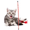 thumbnail image 2 of 3PCS Funny Fish Shaped Elastic String Feather Cat Stick Teaser Wand Pet Training ToyRed, 2 of 10