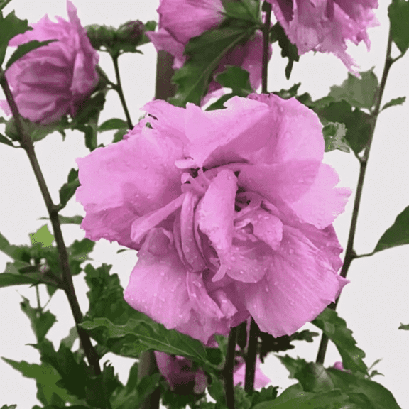 Purple Althea (Rose of Sharon) – Hardy Shrub with Striking Purple Summer Blooms