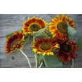 thumbnail image 5 of TomorrowSeeds - Autumn Beauty Sunflower Seeds - 600+ Count - For 2026 Planting Pollinator-Friendly, 5 of 5