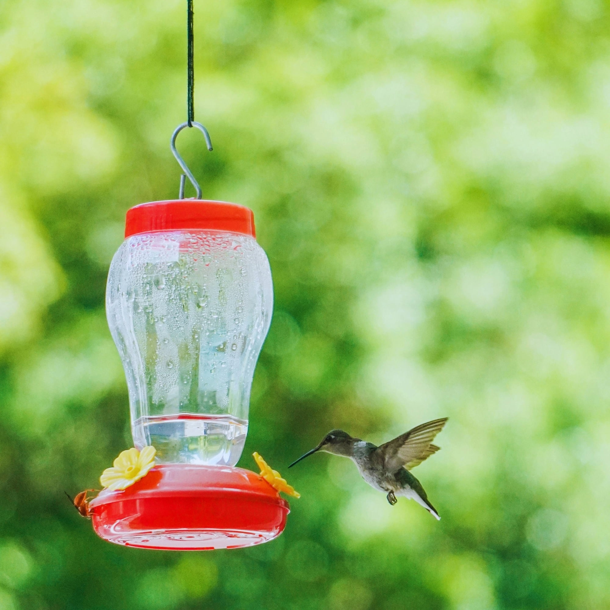 2-Pack Red Hummingbird Feeder with Hanging Hook, 7in. & Nectar Pack, Outdoor Plastic Bird Feeder with Multiple Feeding Ports Easy Fill Clear Reservoir for Garden Patio Balcony Backyard