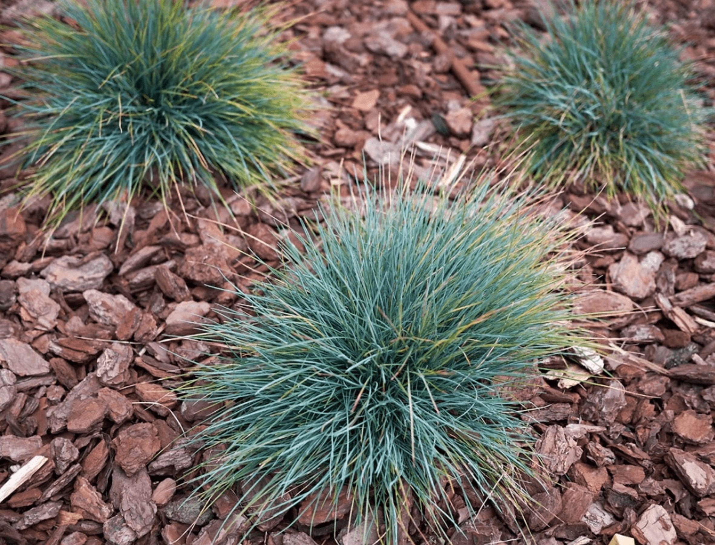 1 Pot 2 Blue Fescue Grass Plants Festuca Glauca Starter Ornamental Grasses Seedling In 4"Pot