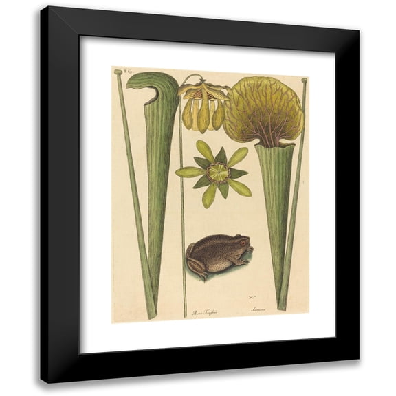 Mark Catesby 12x14 Black Modern Framed Museum Art Print Titled - The Land Frog (Rana) (1731-1743)