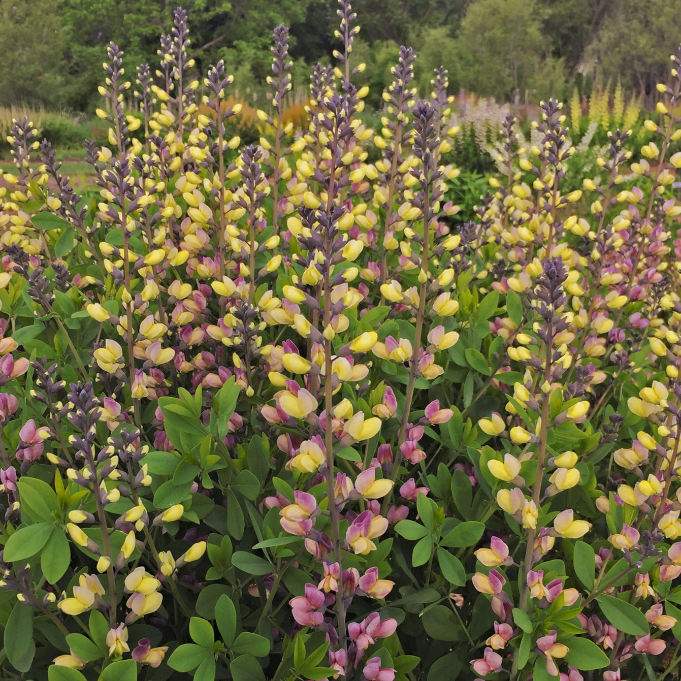 Proven Winners 1 Gallon, Decadence Deluxe 'Pink Lemonade' False Indigo (Baptisia), Live Plant, Pink and Yellow Flowers 1 Pack